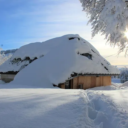 Lys Des Neiges Cote Foret *