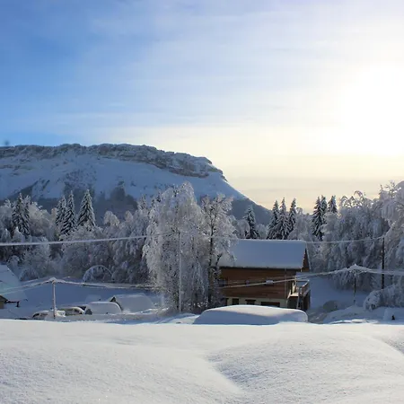 Lys Des Neiges Cote Foret